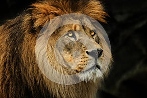 Profile face Berber lion
