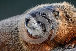 Profile of Face of Yellow Bellied Marmot