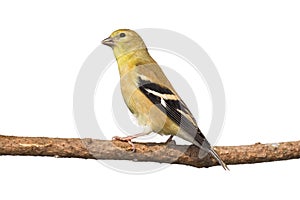 Profile of female american goldfinch perched
