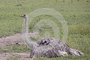 Profile of female ostrich, Ngorongoro Crater, Tanzania