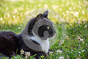 Profile of a female tuxedo cat