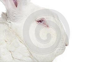 Profile of a Flemish Giant Rabbit isolated on white