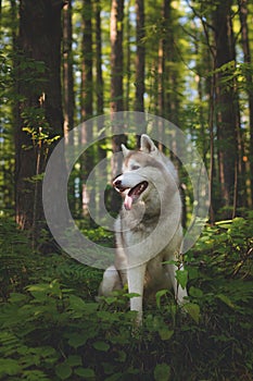 Profile of free and wise dog breed siberian husky sitting in the fern in the green mysterious forest at sunset