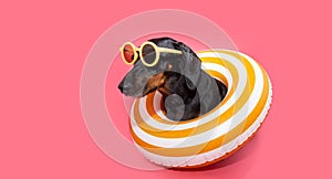 Profile funny puppy dog banner. Dachshund inside of an infltable ring, Isolated on pink background