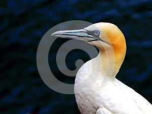 Profile of Gannet over blue background.