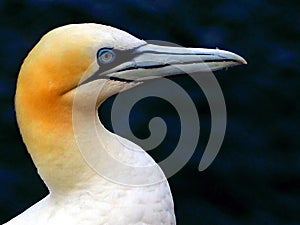 Profile of Gannet over blue background.