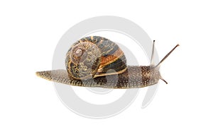 Profile of garden snail with boldly striped shell