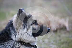 Profile of a sad dog in a collar