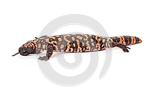 Profile of a Gila Monster Lizard