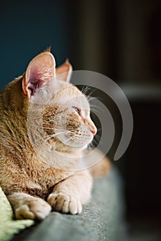 Profile of a ginger cat