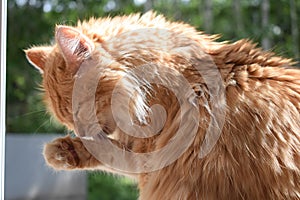 Profile of a ginger cat, the cat is washing. Close-up.