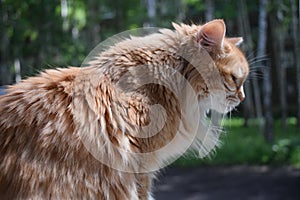 Profile of a ginger cat. Close-up.