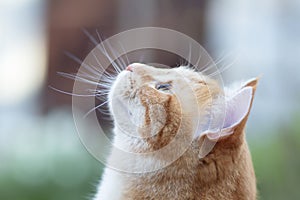 Profile of ginger cat head looking up, pet walking outdoors, portrait of animal