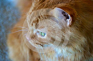 Profile of ginger cat looking out window