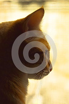 Profile of ginger cat looking on a window.