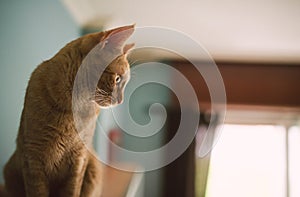 Profile of a ginger cat over a living room cabinet