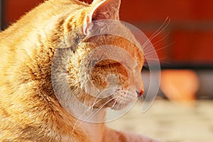 A profile of a ginger stripped cat