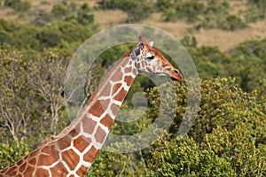 Profile of a giraffe in Kenya