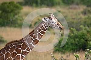 Profile of a giraffe in Kenya