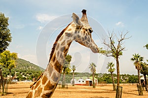 Profile of a giraffe in a zoo