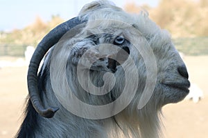 Profile of a goat on a background of nature photo