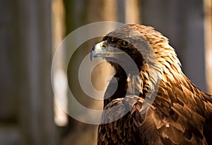 Profile of a golden eagle (Aquila chrysaetos)