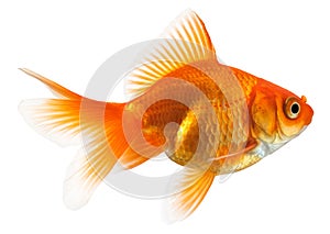 Profile of goldfish