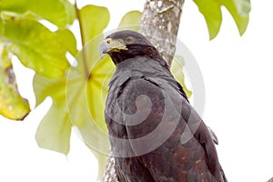 Profile of a Great Black Hawk Buteogallus urubitinga