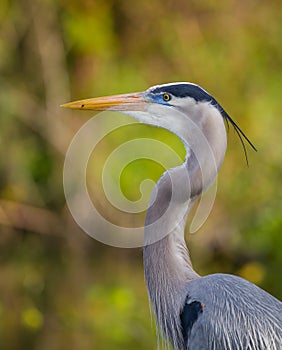 Profile of Great blue heron