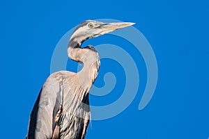 Profile of a Great Blue Heron Perched High in the Tree Top