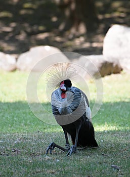 Profile of a Grey African Crowned Crane Sitting in the Shade