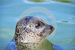 Profile Of A Grey Seal At Gweek