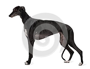 Profile of Greyhound dog standing