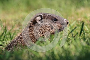 Profile of Groundhog