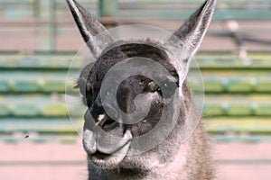 Profile. Guanaco in the Feldman Ecopark.