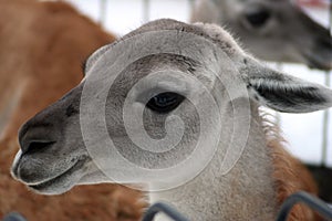 Profile. Guanaco in the Feldman Ecopark.