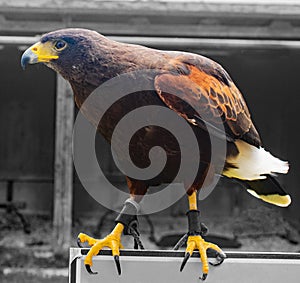 Profile of a Harris Hawk