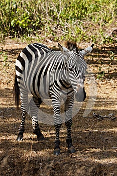 Profile head of an African zebra, Calaut Park, Corong, Philippines