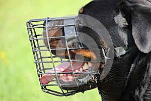Profile of the head of a rottweiler dog with a mesh muzzle