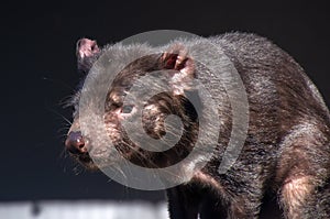 Profile of the head of a sarcophilus harrisii also known as a tasmanian devil