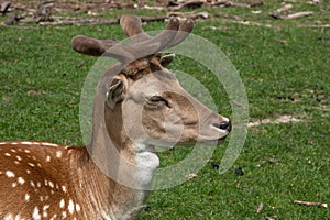 Profile head shot of young Sika Deer