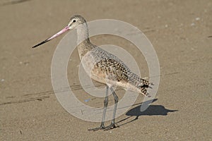 Profile of a healthy Marbled Godwit photo