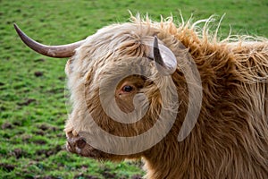 Profile of highland cow head