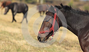 Profile of a horse