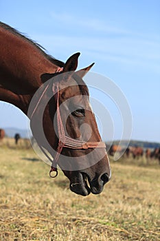 Profile Of A Horse
