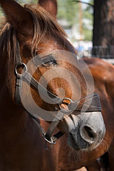 Profile of a Horse Face