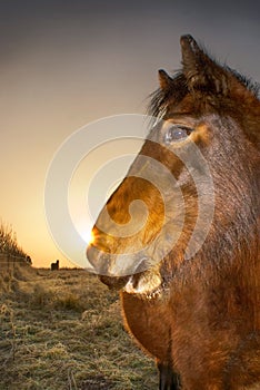 Profile of a horse at sunrise