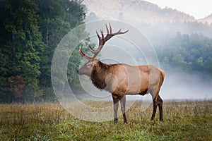 Profile of huge male bull elk in Cataloochee, North Carolina