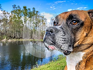 profile of a hunting dog