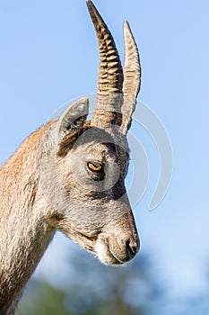 Profile of an Ibex doe